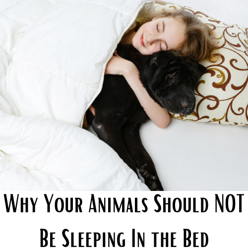 Why Your Animals Should NOT Sleep in the Bed